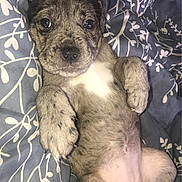 Lola joined the competition — help win amazing prizes! puppy, dog, brindle, cute, lying_down, blanket, bed, pet, young, fur, ears, paw, animal, domestic_animal, adorable, looking_up, relaxed, indoor, snuggled, small