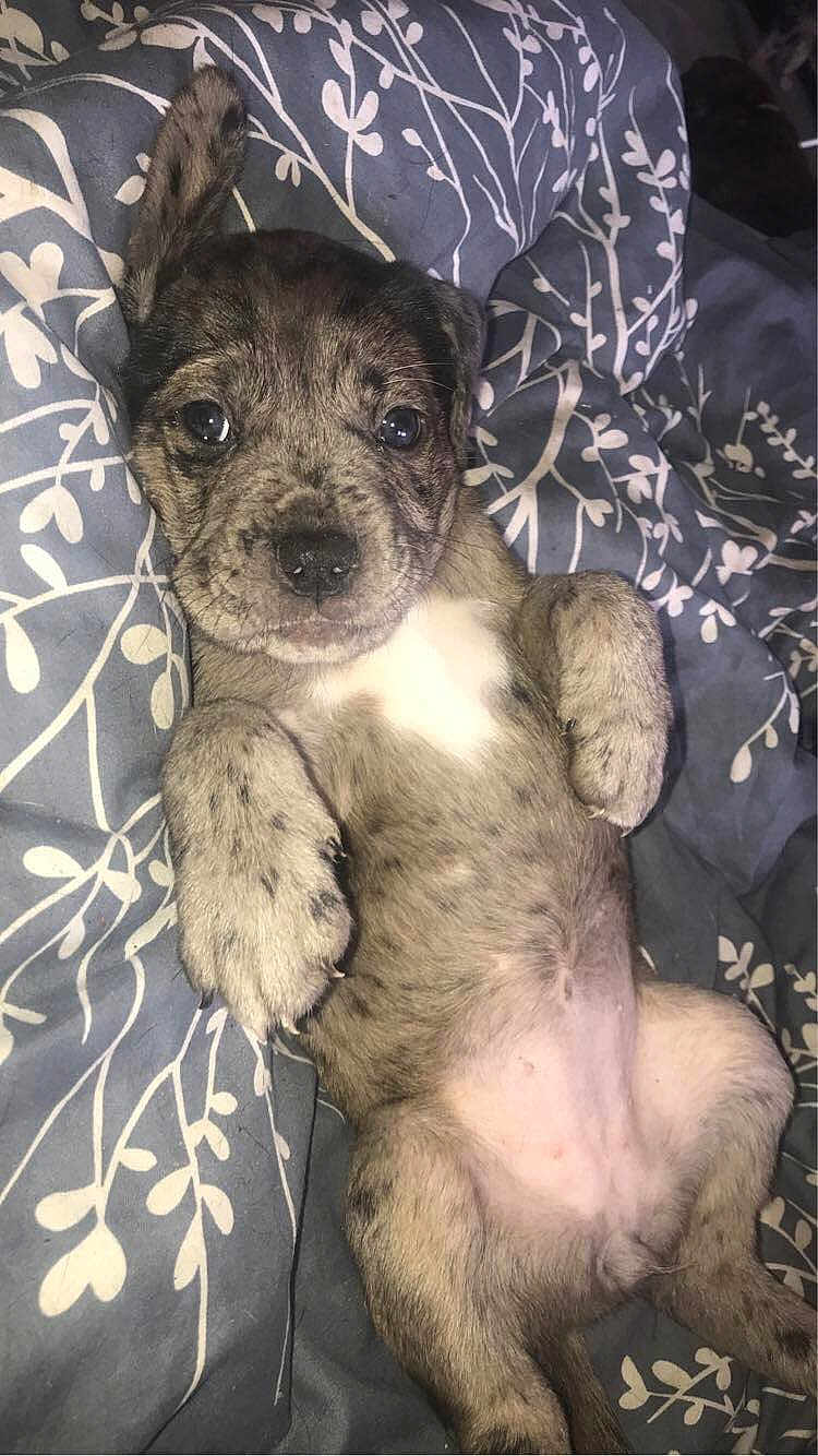 Lola
