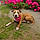 Willow