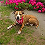 dog, bandana, grass, flowers, pink_flowers, garden, outdoor, pet, canine, brown_dog, white_paws, greenery, pathway, resting, animal, nature, summer, cute, domestic_animal, laying_down
