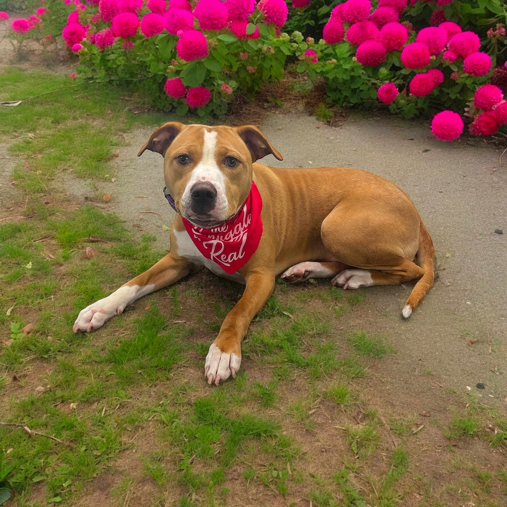 Willow is registered to the contest to win money with this photo: animal, bandana, brown_dog, canine, cute, dog, domestic_animal, flowers, garden, grass, greenery, laying_down, nature, outdoor, pathway, pet, pink_flowers, resting, summer, white_paws
