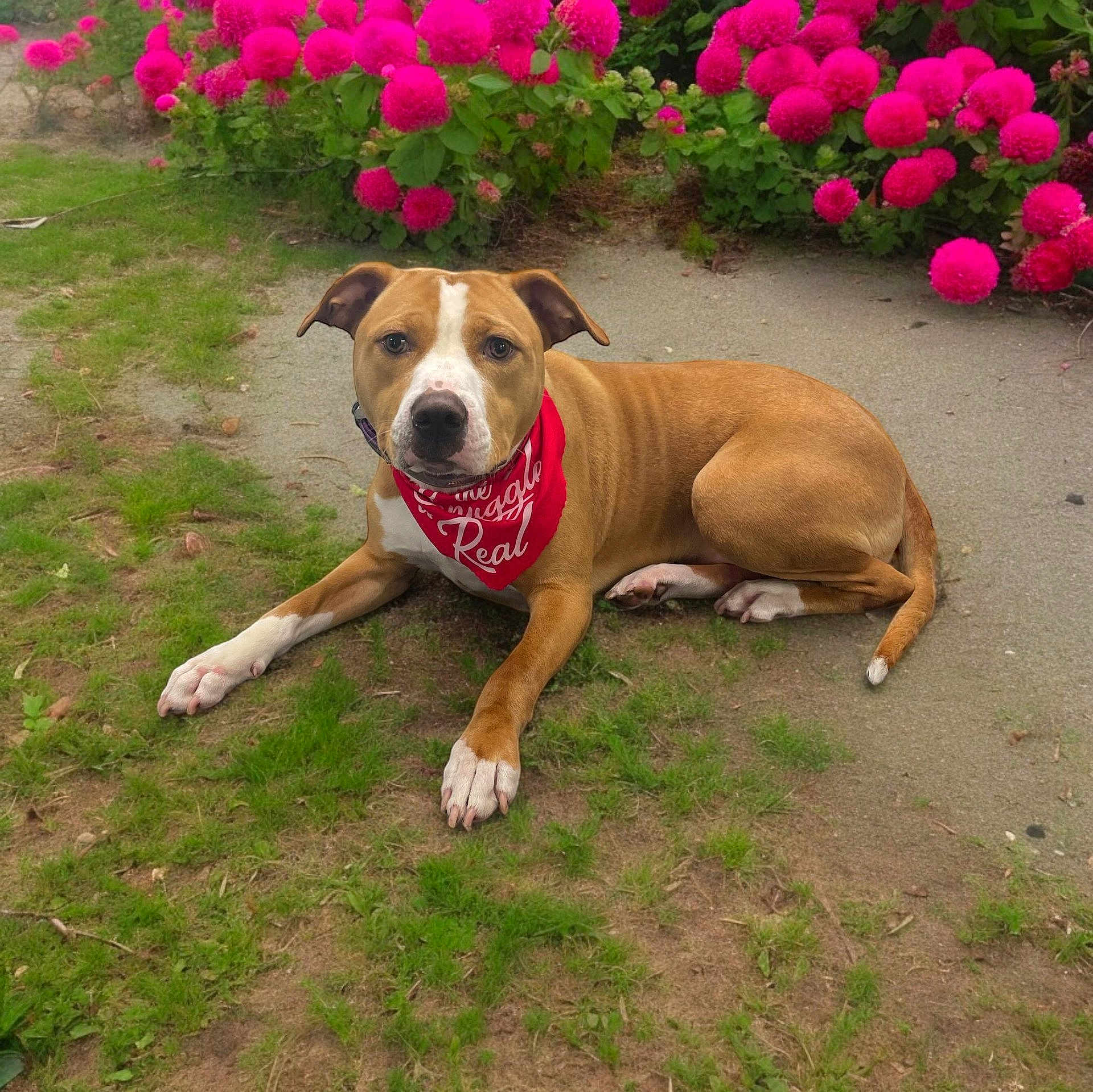 Willow is registered to the contest to win money with this photo: dog, bandana, grass, flowers, pink_flowers, garden, outdoor, pet, canine, brown_dog, white_paws, greenery, pathway, resting, animal, nature, summer, cute, domestic_animal, laying_down