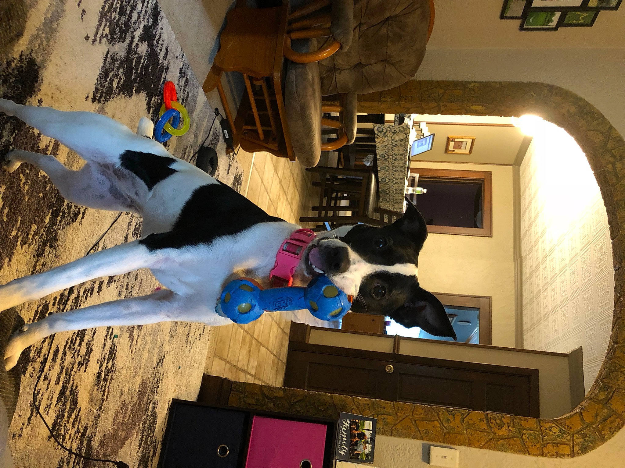 Rosie joined the competition — help win amazing prizes! art, building, carnivore, companion_dog, dog, dog_breed, fur, house, machine, room, space, sporting_group, stairs, visual_arts, wall, world