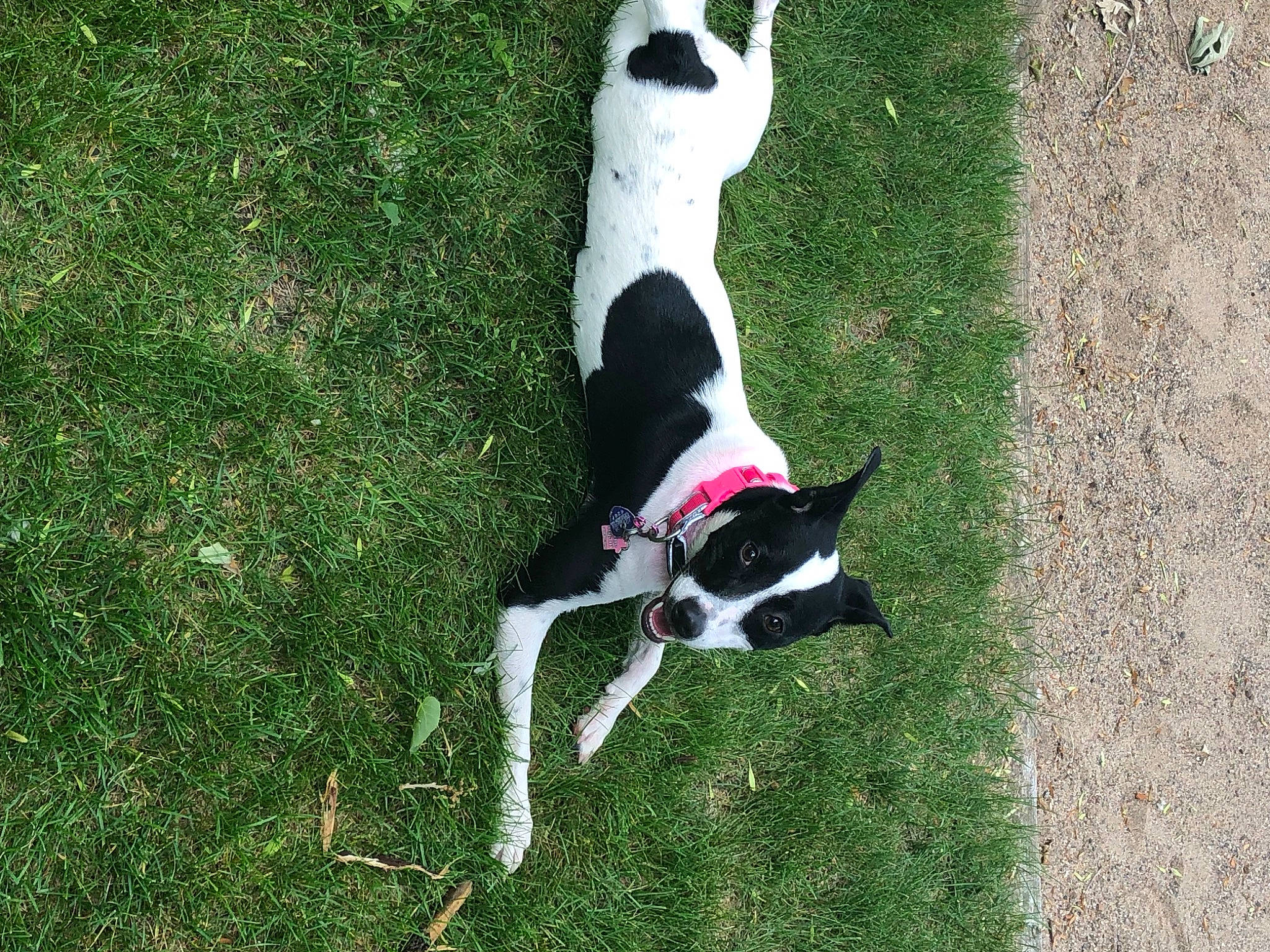 Rosie is registered to the contest to win money with this photo: canidae, carmine, carnivore, collar, companion_dog, dog, dog_breed, dog_collar, dog_sports, dog_supply, fawn, grass, grass_family, non_sporting_group, pet_supply, plant, snout, sporting_group, tail, working_dog