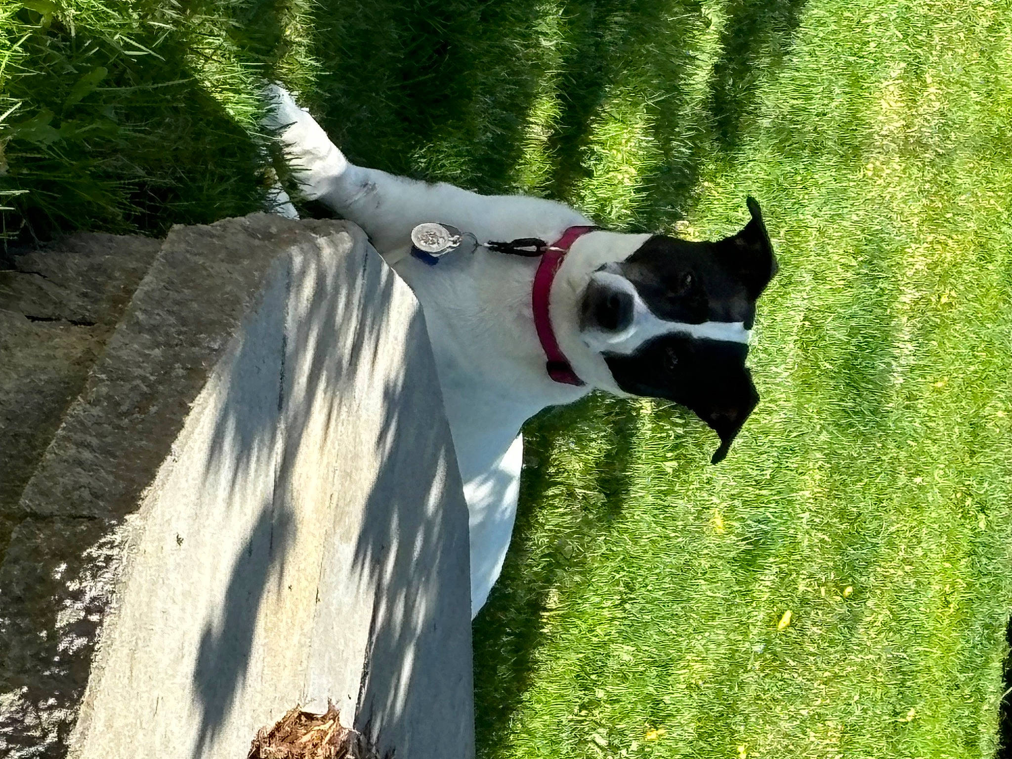 Rosie joined the competition — help win amazing prizes! bovine, canidae, carmine, carnivore, dairy_cow, dog_breed, goats, grass, grassland, livestock, pack_animal, pasture, plant, snout, sporting_group, tail, terrestrial_animal, trunk, wood, working_animal