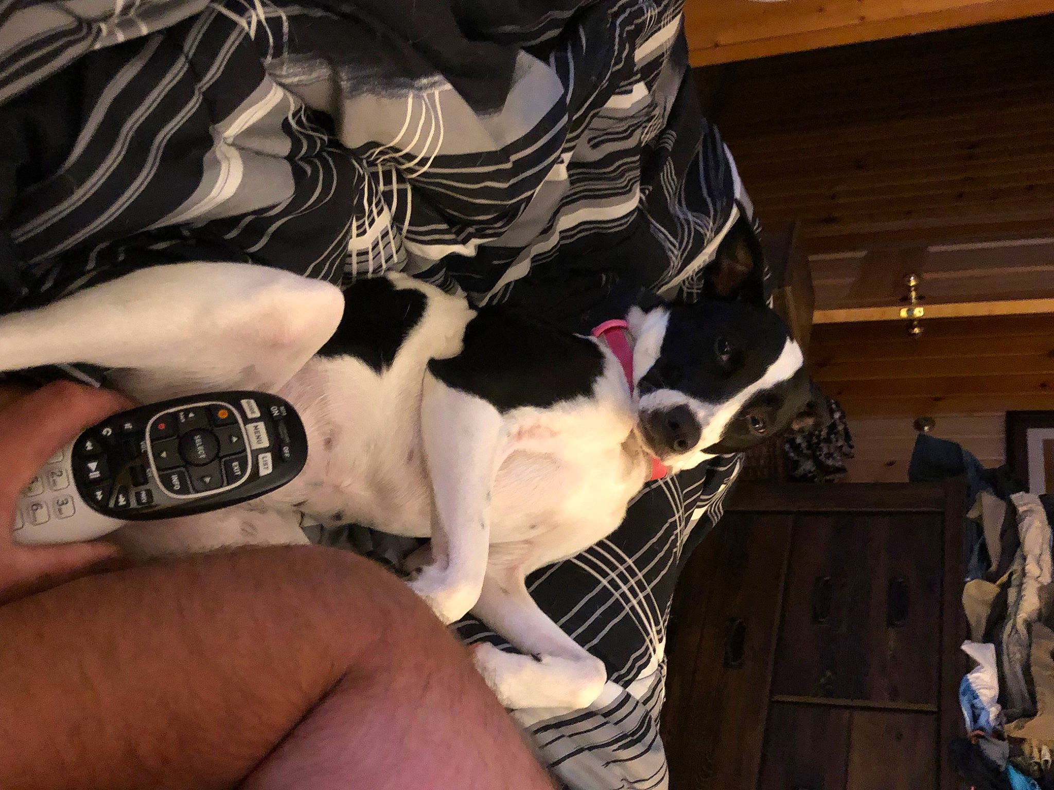 Rosie joined the competition — help win amazing prizes! carmine, carnivore, cat, clock, companion_dog, dog_breed, felidae, finger, foot, fur, gesture, human_leg, nail, small_to_medium_sized_cats, tail, thigh, tree, watch, whiskers, wrist