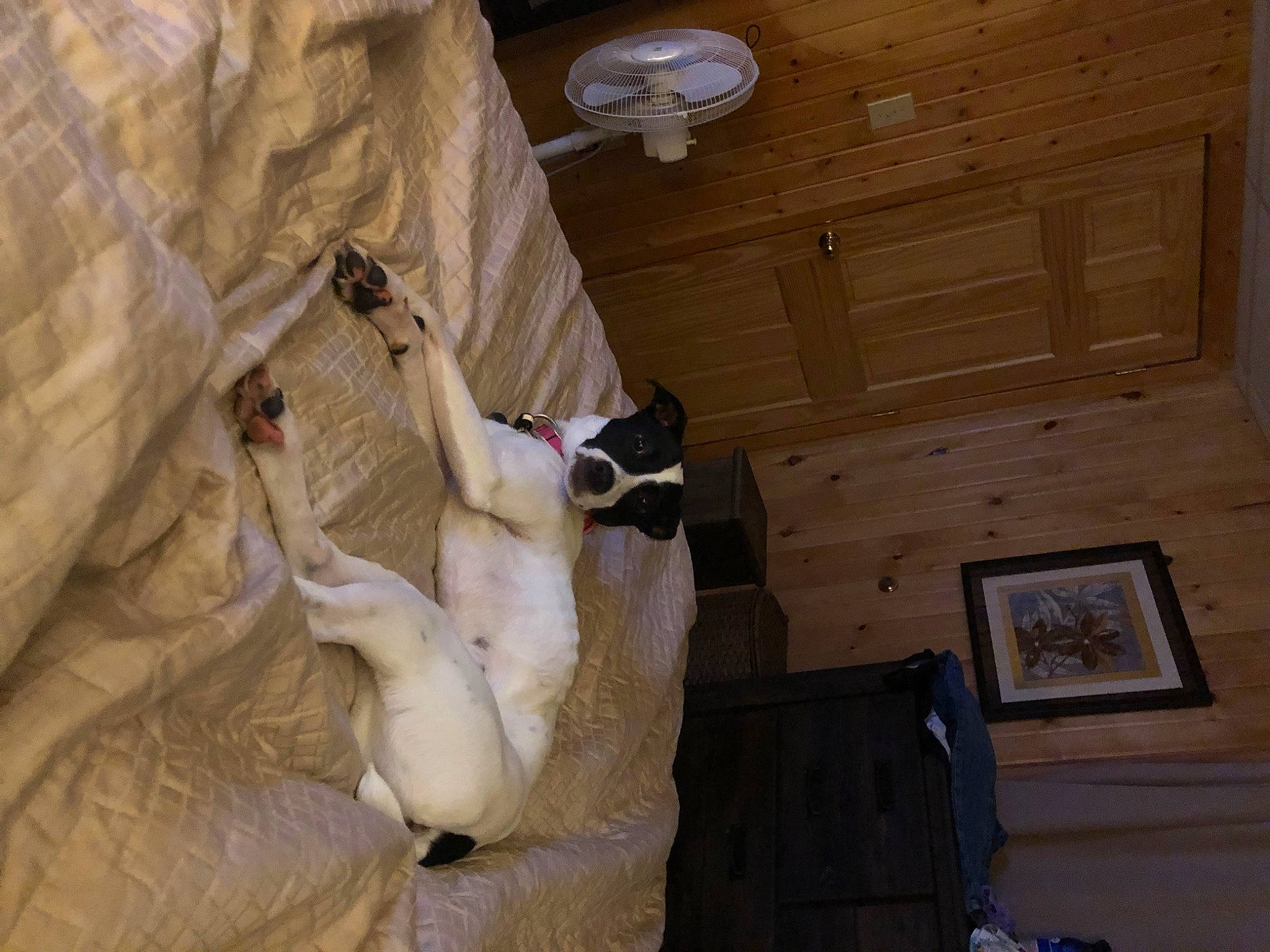 Rosie joined the competition — help win amazing prizes! art, ceiling, comfort, companion_dog, dog, dog_breed, door, fawn, felidae, flooring, fur, hardwood, picture_frame, plaster, room, sculpture, small_to_medium_sized_cats, stairs, tail, wood