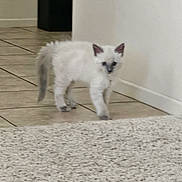 Sami is registered to the contest to win money with this photo: kitten, cat, white_cat, indoor, floor, tile_floor, rug, potted_plant, curious, pet, animal, small, feline, walking, young, domestic_cat, ears, tail, paws, home