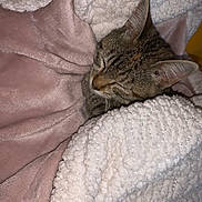 Clochette a rejoint le concours — aidez-le/la à gagner de superbes lots ! animal, blanket, cat, comfort, cozy, cute, feline, fur, indoors, peaceful, pet, pink_blanket, relaxation, resting, sleeping, snuggled, soft, tabby_cat, warm, white_blanket