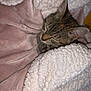 animal, blanket, cat, comfort, cozy, cute, feline, fur, indoors, peaceful, pet, pink_blanket, relaxation, resting, sleeping, snuggled, soft, tabby_cat, warm, white_blanket