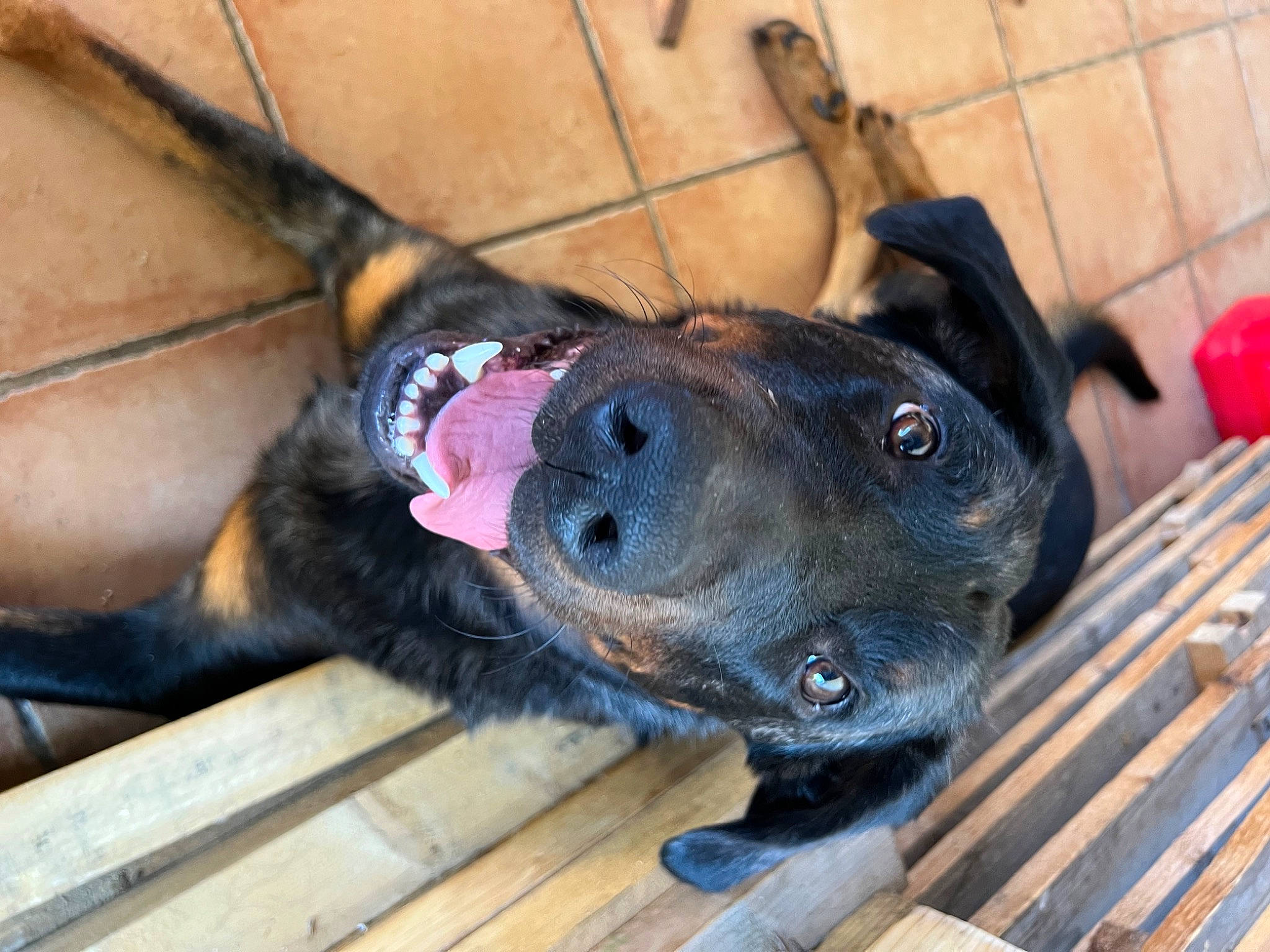 Spyke a rejoint le concours — aidez-le/la à gagner de superbes lots ! canidae, carnivore, collar, companion_dog, dog, dog_breed, dog_collar, dog_supply, fawn, fur, guard_dog, leash, mammal, pet_supply, snout, sporting_group, wood, working_animal, working_dog