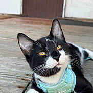 Arrow joined the competition — help win amazing prizes! animal, black_and_white, cat, close_up, curious, domestic_cat, ears, feline, fur, golden_eyes, harness, kitten, outdoor, pet, portrait, relaxed, resting, whiskers, wooden_deck, young_cat