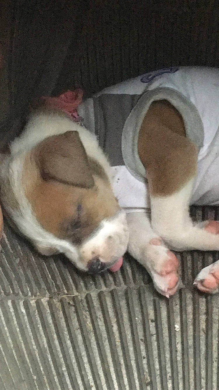 Daisy joined the competition — help win amazing prizes! american_bulldog, canidae, carnivore, dog, dog_breed, fawn, mammal, non_sporting_group, nose, old_english_bulldog, olde_english_bulldogge, snout, valley_bulldog