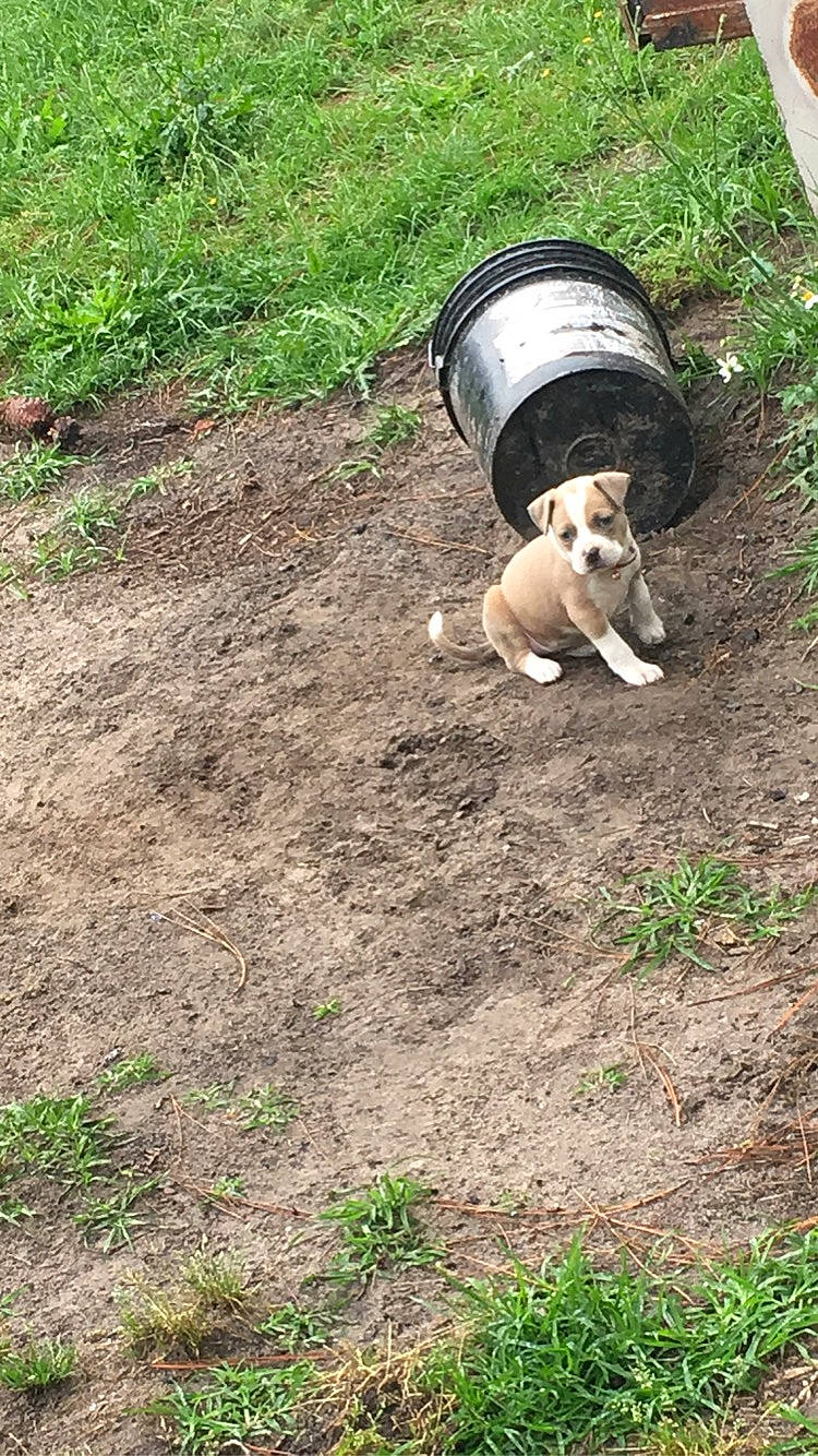 Daisy joined the competition — help win amazing prizes! canidae, carnivore, dog, dog_breed, grass, non_sporting_group, soil