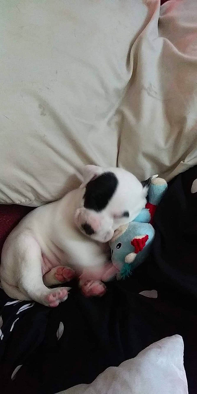 Lily joined the competition — help win amazing prizes! boston_terrier, bulldog, canidae, carnivore, companion_dog, dog, dog_breed, fawn, french_bulldog, mammal, non_sporting_group, pit_bull, puppy, puppy_love, snout, vertebrate