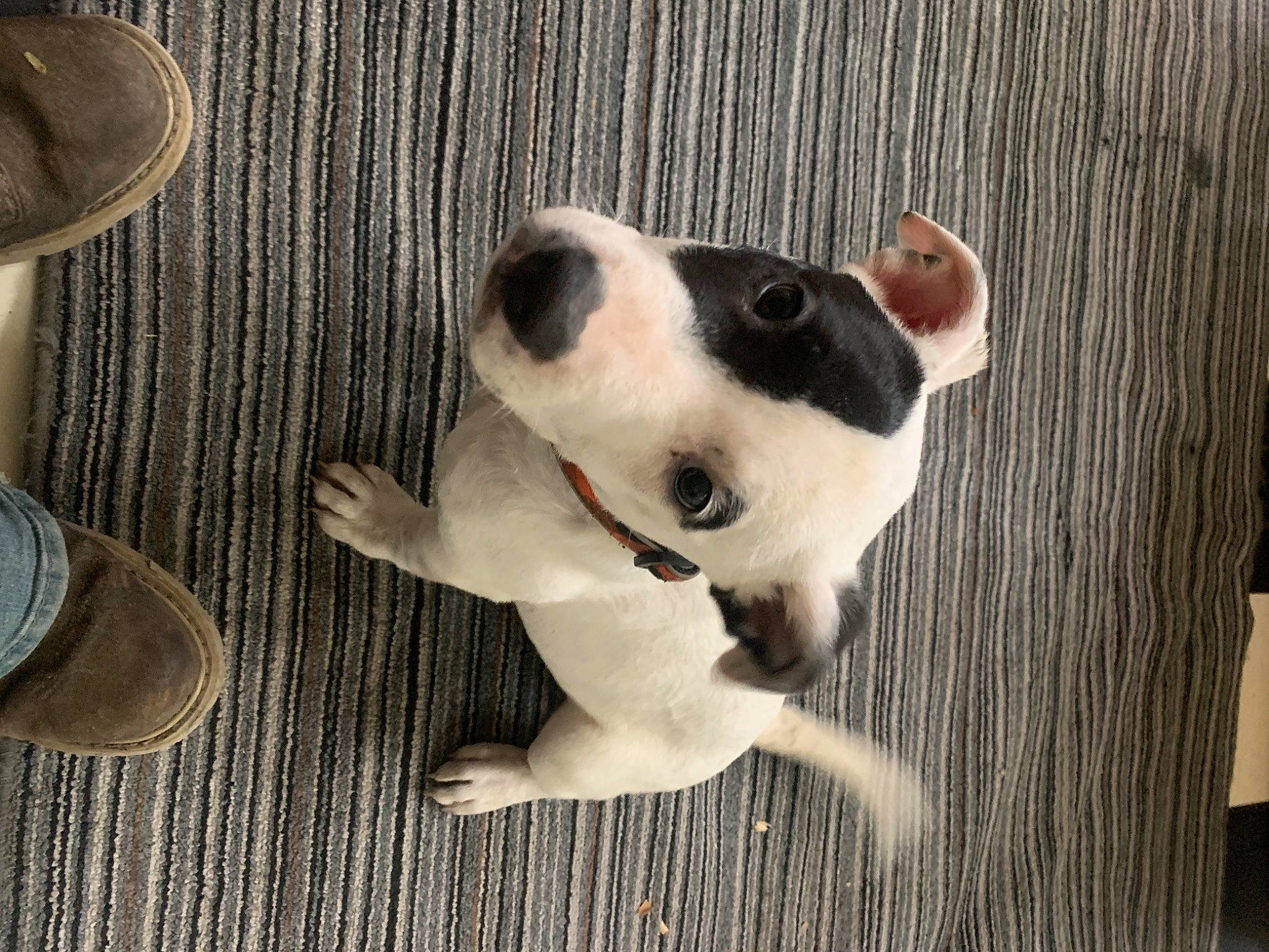 Lily joined the competition — help win amazing prizes! boston_terrier, canidae, carnivore, companion_dog, danish_swedish_farmdog, dog, dog_breed, fawn, feist, fox_terrier, jack_russell_terrier, mammal, puppy, vertebrate