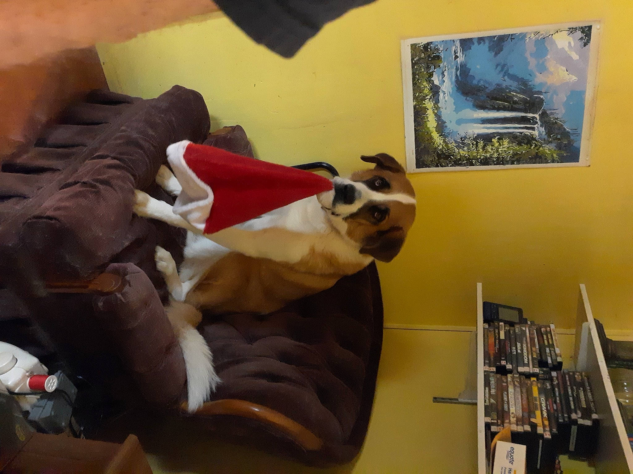 Bella joined the competition — help win amazing prizes! bookcase, canidae, carnivore, collection, companion_dog, dog, dog_bed, dog_breed, dog_supply, liver, non_sporting_group, paint, pet_supply, picture_frame, shelf, shelving, snout, sporting_group, working_animal, working_dog