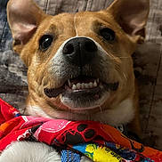 Texas Tornado is registered to the contest to win money with this photo: animal, bandana, brown, close_up, colorful, cozy, cute, dog, ears, expression, fabric, harness, indoor, lying_down, nose, pet, quilt, smiling, teeth, white