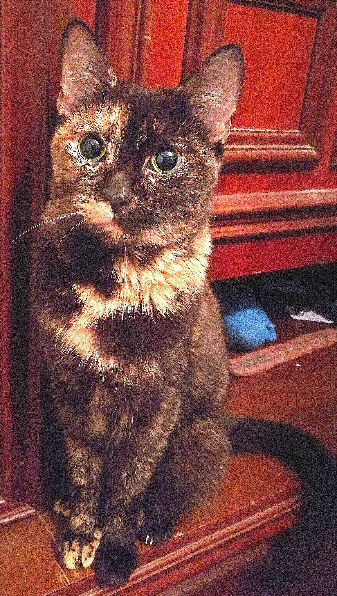 Harley participe au concours pour gagner de l'argent avec cette photo : black_cat, carnivore, cat, claw, domestic_short_haired_cat, felidae, fur, iris, metal, paw, small_to_medium_sized_cats, snout, square, tail, whiskers, wood