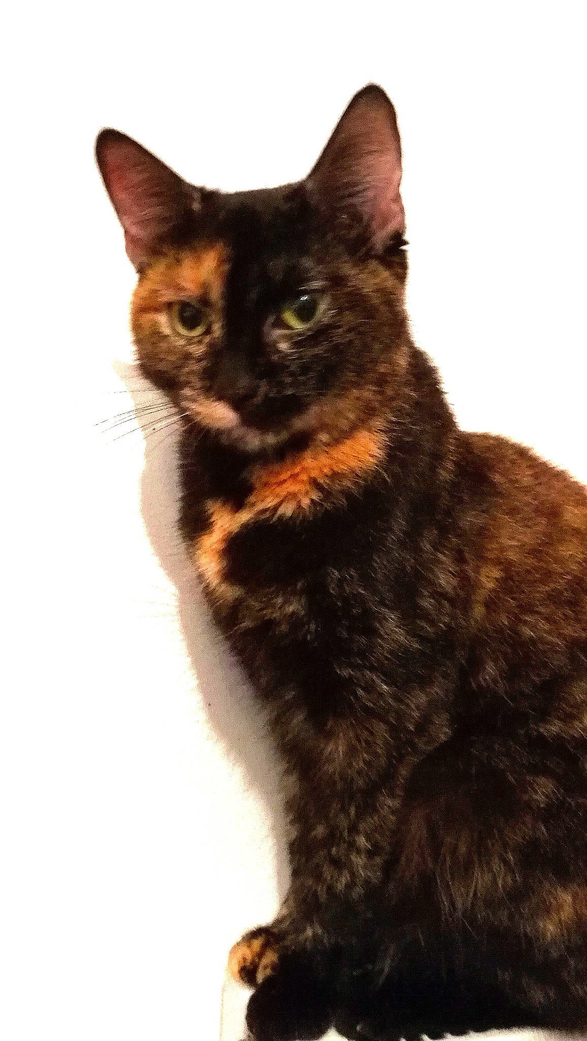 Harley participe au concours pour gagner de l'argent avec cette photo : black_cat, carnivore, cat, claw, domestic_short_haired_cat, eye, felidae, fur, paw, sitting, small_to_medium_sized_cats, snout, tail, terrestrial_animal, whiskers, wildlife, window