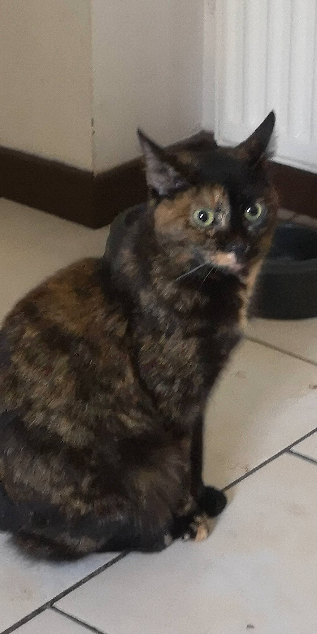 Harley participe au concours pour gagner de l'argent avec cette photo : black_cat, carnivore, cat, claw, domestic_short_haired_cat, felidae, flooring, fur, grey, paw, small_to_medium_sized_cats, snout, tail, terrestrial_animal, whiskers, window