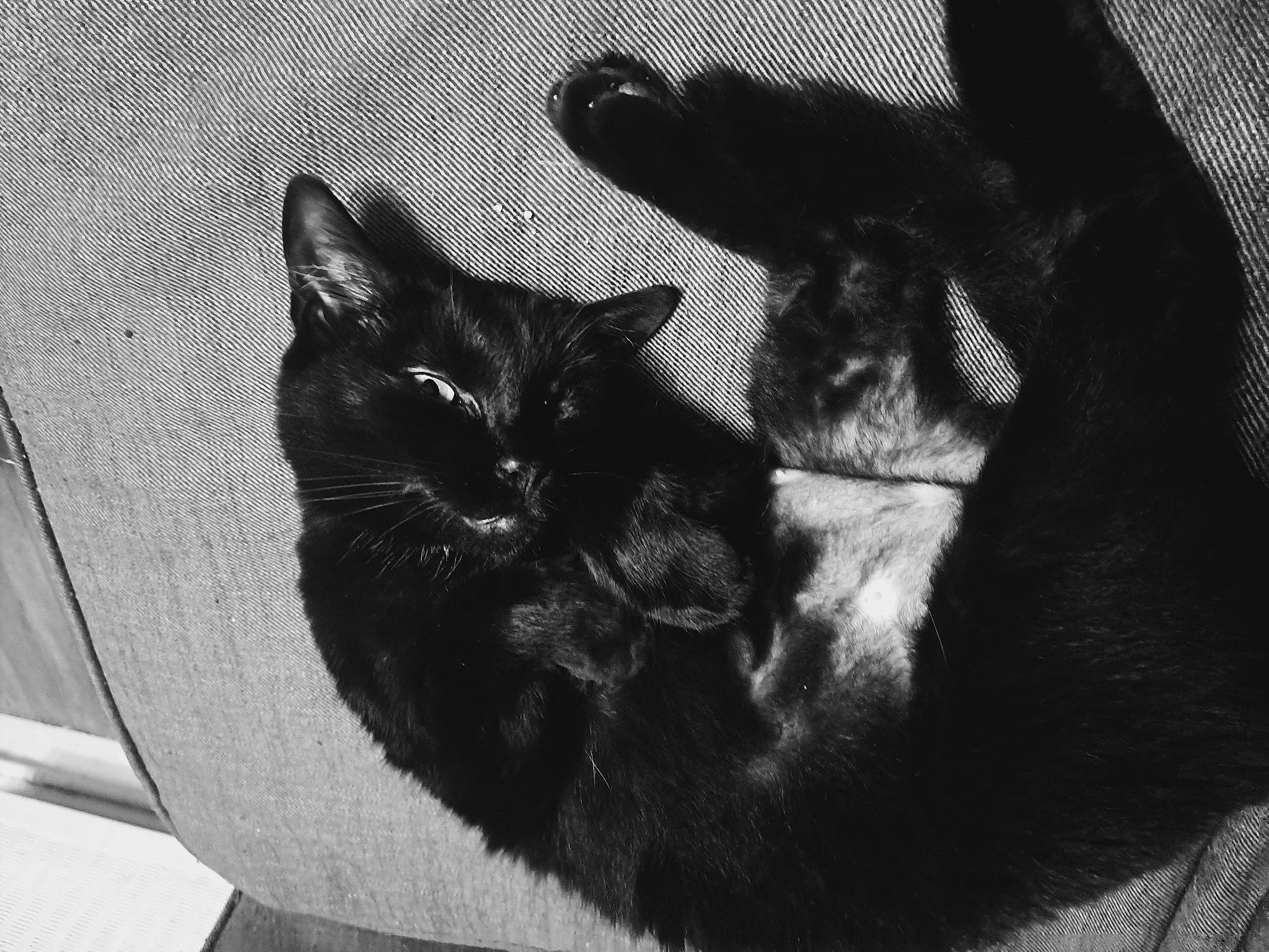 Tyson a rejoint le concours — aidez-le/la à gagner de superbes lots ! black_and_white, black_cat, bombay, carnivore, cat, comfort, domestic_short_haired_cat, felidae, fur, gesture, grey, mammal, monochrome, monochrome_photography, small_to_medium_sized_cats, snout, style, tail, vertebrate, whiskers