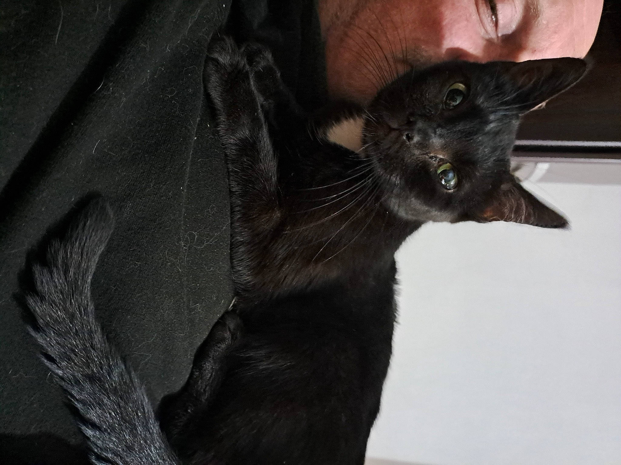 Chance a rejoint le concours — aidez-le/la à gagner de superbes lots ! beard, black_cat, bombay, carnivore, cat, claw, comfort, domestic_short_haired_cat, ear, felidae, fur, gesture, grey, havana_brown, small_to_medium_sized_cats, snout, terrestrial_animal, whiskers