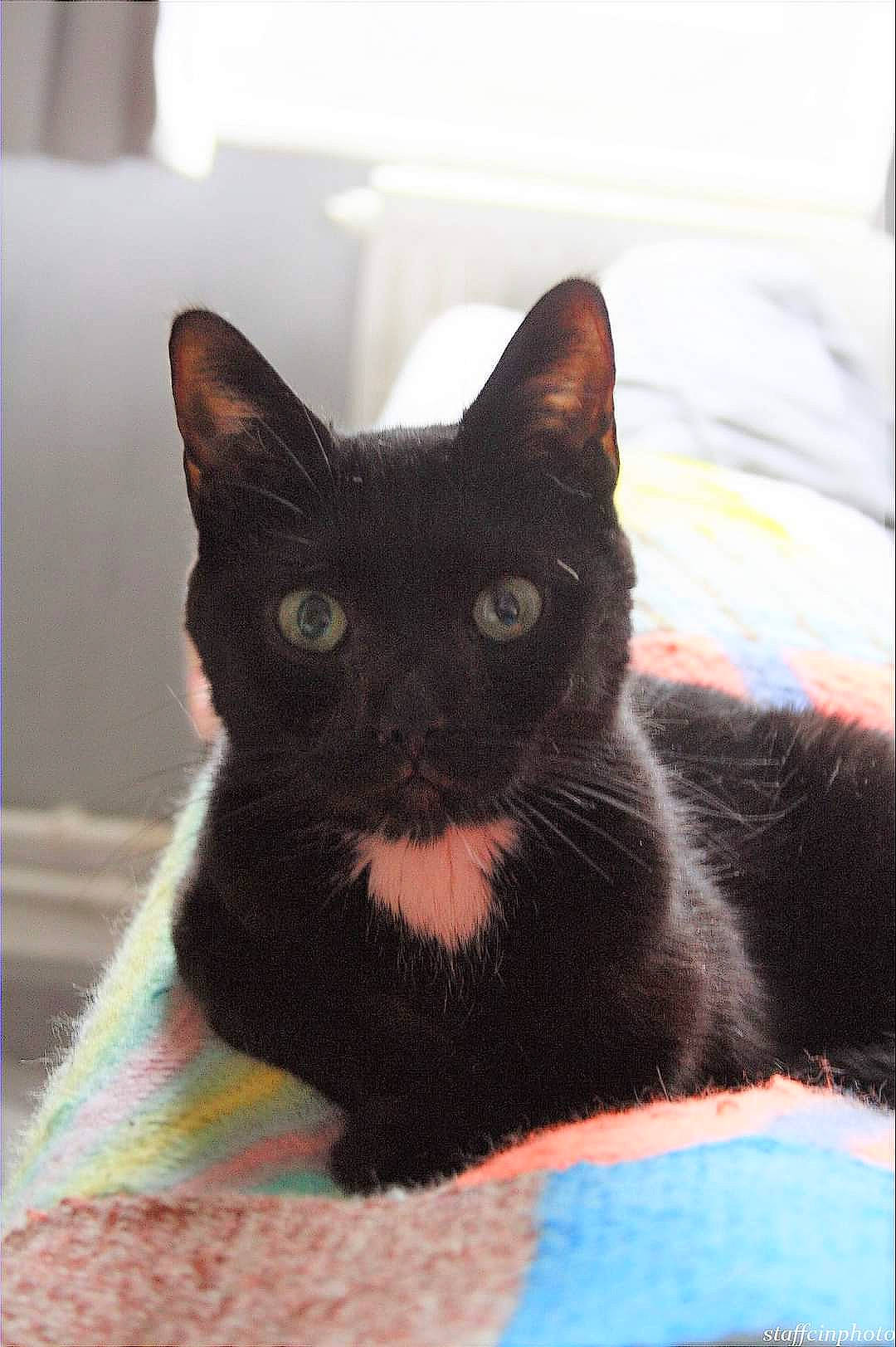 Chance a rejoint le concours — aidez-le/la à gagner de superbes lots ! black_cat, bombay, carnivore, cat, cat_bed, cat_furniture, cat_supply, collar, comfort, creative_arts, domestic_short_haired_cat, felidae, fur, pet_supply, small_to_medium_sized_cats, snout, tail, terrestrial_animal, whiskers