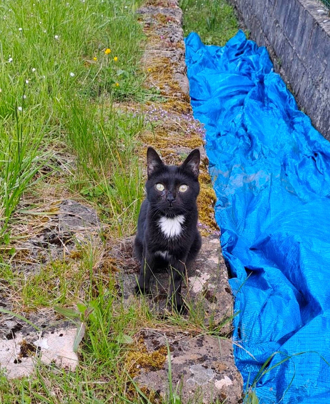 Chance participe au concours pour gagner de l'argent avec cette photo : automotive_tire, black_cat, canidae, carnivore, cat, dog_breed, domestic_short_haired_cat, electric_blue, felidae, fur, grass, groundcover, plant, small_to_medium_sized_cats, snout, soil, sporting_group, tail, terrestrial_animal, whiskers