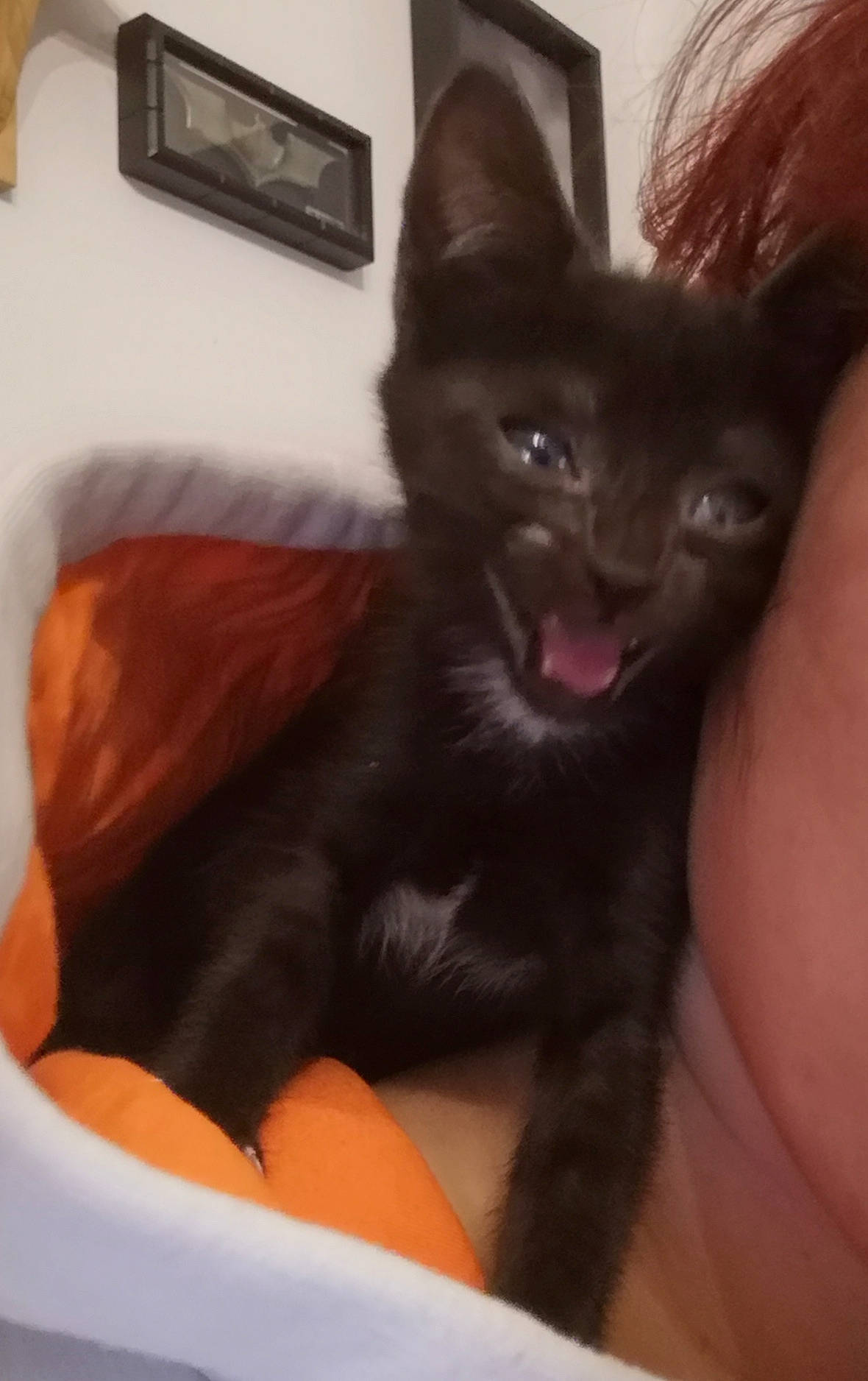 Chance participe au concours pour gagner de l'argent avec cette photo : black_cat, bombay, carnivore, cat, claw, comfort, domestic_short_haired_cat, ear, fang, felidae, foot, fur, paw, picture_frame, plant, small_to_medium_sized_cats, snout, tail, terrestrial_animal, whiskers