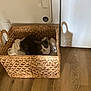 Marshmallow joined the competition — help win amazing prizes! cat, basket, woven_basket, white_cloth, wooden_floor, appliance, indoor, pet, feline, gray_cat, white_cat, cozy, curious, shadow, flooring, home, domestic, resting, cute, animal
