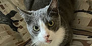 Marshmallow is registered to the contest to win money with this photo: cat, gray_cat, white_cat, pet, animal, feline, whiskers, ears, eyes, face, looking_up, indoor, resting, close_up, curious, fur, muzzle, tabby, domestic_cat, patterned_background