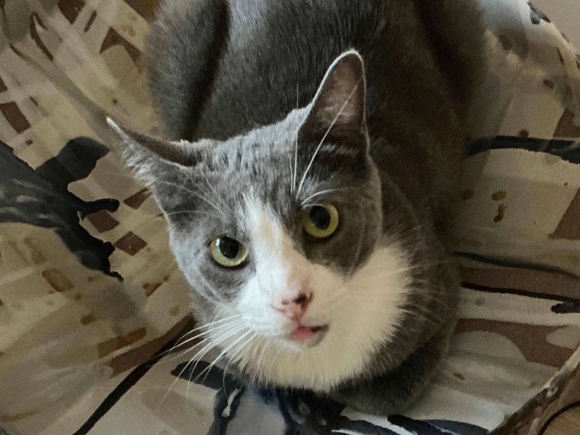 Marshmallow is registered to the contest to win money with this photo: cat, gray_cat, white_cat, pet, animal, feline, whiskers, ears, eyes, face, looking_up, indoor, resting, close_up, curious, fur, muzzle, tabby, domestic_cat, patterned_background