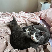 Marshmallow is registered to the contest to win money with this photo: cat, gray_cat, bed, blanket, pink, floral_pattern, sleeping, cozy, pet, indoor, resting, fur, whiskers, cute, domestic_animal, animal, two_cats, curled_up, soft, relaxed