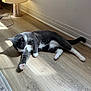cat, gray_cat, white_paws, indoor, wooden_floor, sunlight, stretching, relaxed, pet, feline, lamp, shadow, wall, home_interior, flooring, cozy, animal, whiskers, tail, resting
