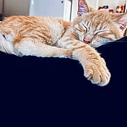 Simba is registered to the contest to win money with this photo: cat, ginger_cat, kitten, sleeping, nap, paw, close_up, fur, whiskers, domestic, indoor, couch, living_room, refrigerator, shelf, cozy, relaxed, portrait, pet, cute