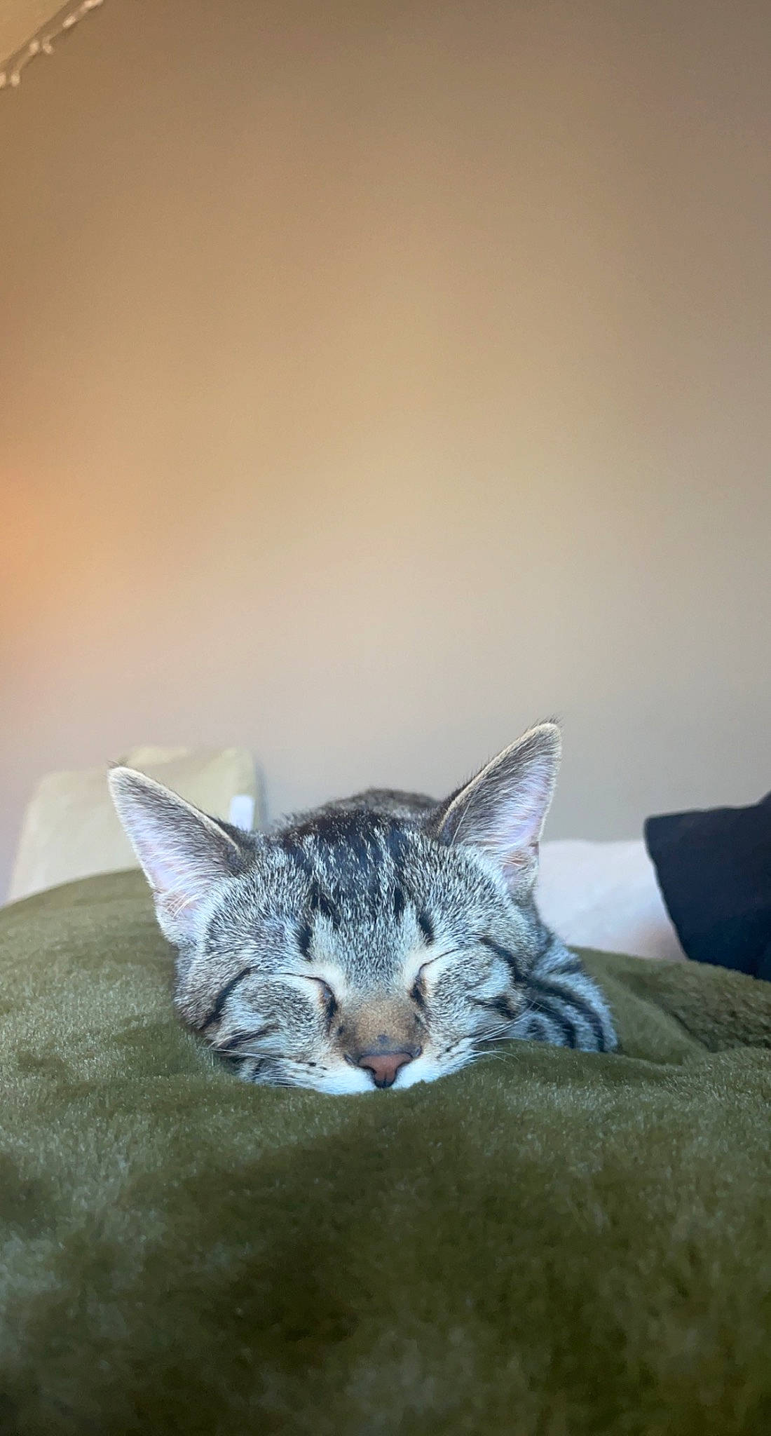 Boogie is registered to the contest to win money with this photo: bed, carnivore, cat, comfort, couch, domestic_short_haired_cat, felidae, fur, grey, linens, paw, room, small_to_medium_sized_cats, tail, whiskers, wildlife