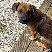 Maiko a rejoint le concours — aidez-le/la à gagner de superbes lots ! puppy, dog, brown, black, wooden_deck, gravel, outdoor, pet, animal, young_dog, tail, ears, fur, looking_back, curious, domestic_animal, nature, daylight, close_up, small_dog