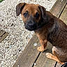 puppy, dog, brown, black, wooden_deck, gravel, outdoor, pet, animal, young_dog, tail, ears, fur, looking_back, curious, domestic_animal, nature, daylight, close_up, small_dog