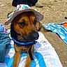 Maiko a rejoint le concours — aidez-le/la à gagner de superbes lots ! dog, beach, hat, towel, outdoor, relaxed, sunny, pebbles, animal, canine, summer, nature, resting, brown_dog, blue, fabric, collar, companion, lying_down, casual