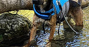Maiko a rejoint le concours — aidez-le/la à gagner de superbes lots ! dog, water, life_jacket, rocks, tree_branch, outdoor, nature, animal, pet, leash, shallow_water, sunlight, reflection, brown_dog, canine, wet_fur, river, daylight, alert, standing