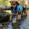 dog, water, life_jacket, rocks, tree_branch, outdoor, nature, animal, pet, leash, shallow_water, sunlight, reflection, brown_dog, canine, wet_fur, river, daylight, alert, standing