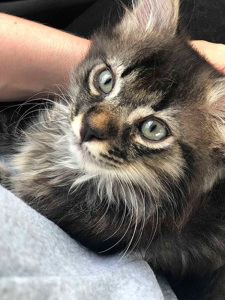 Rocky participe au concours pour gagner de l'argent avec cette photo : british_longhair, carnivore, cat, chair, claw, comfort, domestic_short_haired_cat, eye, felidae, fur, hair, head, maine_coon, paw, sitting, small_to_medium_sized_cats, snout, terrestrial_animal, whiskers, wildlife