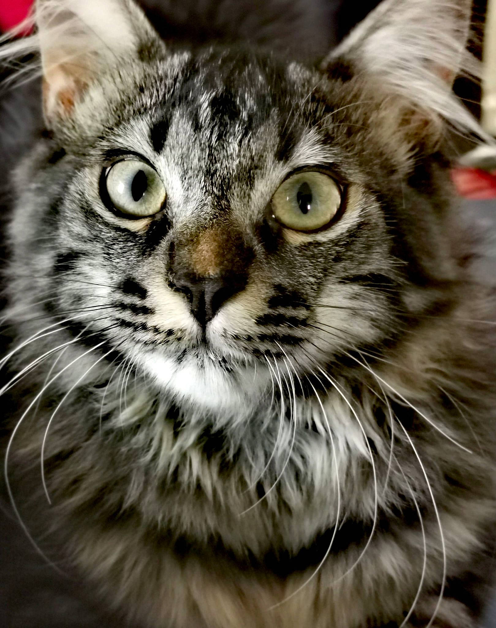 Rocky a rejoint le concours — aidez-le/la à gagner de superbes lots ! carnivore, cat, close_up, domestic_short_haired_cat, felidae, fur, grass, iris, plant, small_to_medium_sized_cats, snout, terrestrial_animal, tree, whiskers, wildlife