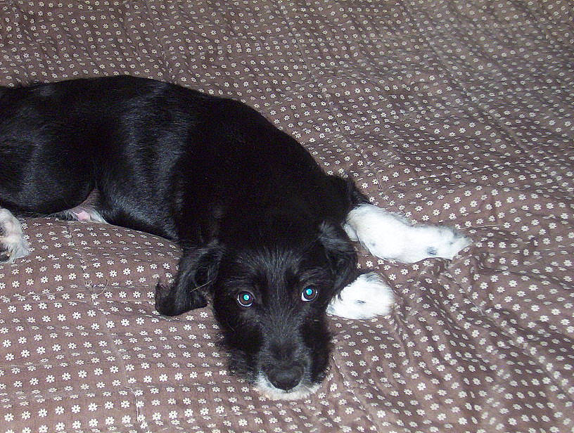 Joy a rejoint le concours — aidez-le/la à gagner de superbes lots ! borador, canidae, carnivore, comfort, companion_dog, dog, dog_breed, dog_supply, fawn, flooring, fur, guard_dog, non_sporting_group, paw, puppy, sporting_group, tail, terrestrial_animal, whiskers, working_animal