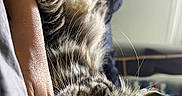 Taoh participe au concours pour gagner de l'argent avec cette photo : cat, tabby, sleeping, close_up, fur, whiskers, paw, indoor, person, arm, relaxation, cozy, animal, pet, resting, soft_light, blurred_background, domestic, cute, companion