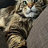 cat, tabby, fluffy, pet, animal, feline, couch, indoor, paw, whiskers, closeup, relaxed, fur, portrait, curious, eyes, comfortable, home, resting, domestic
