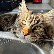 Taoh participe au concours pour gagner de l'argent avec cette photo : cat, tabby_cat, close_up, face, whiskers, green_eyes, sink, kitchen, resting, curious, fur, pet, animal, domestic_cat, indoor, sunlight, blurred_background, portrait, cute, feline