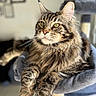 Taoh a rejoint le concours — aidez-le/la à gagner de superbes lots ! cat, tabby, long_hair, pet, animal, feline, whiskers, green_eyes, paws, fur, relaxed, indoors, cat_tree, cozy, portrait, looking_away, close_up, soft_light, domestic_cat, resting