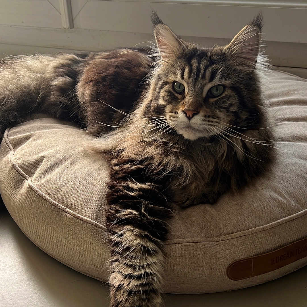 Taoh a rejoint le concours — aidez-le/la à gagner de superbes lots ! cat, tabby, fluffy, cushion, window, sunlight, indoor, pet, relaxed, paw, fur, striped, animal, mammal, resting, floor, tile, whiskers, ears, portrait